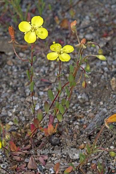 camissonia sierrae ssp sierrae 1 graphic